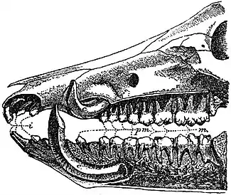 EB1911 Swine - Dentition of Boar.jpg