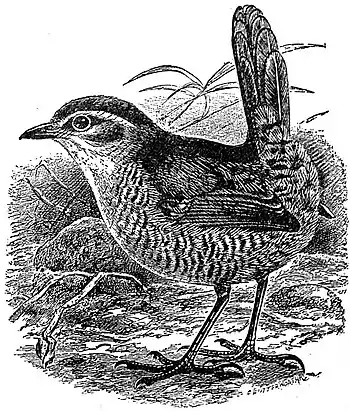 EB1911 Tapaculo.jpg