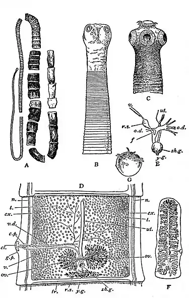 EB1911 Tapeworms - Anatomy of Taenia.jpg