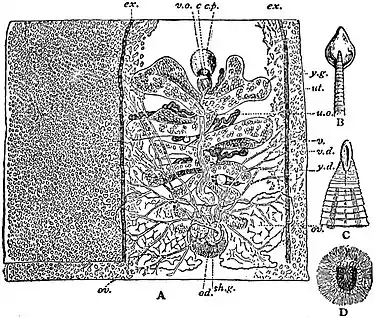 EB1911 Tapeworms - Bothriocephalidae.jpg