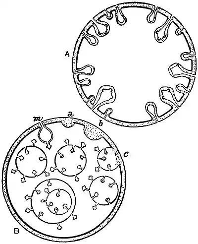 EB1911 Tapeworms - Coenurus and Echinococcus.jpg