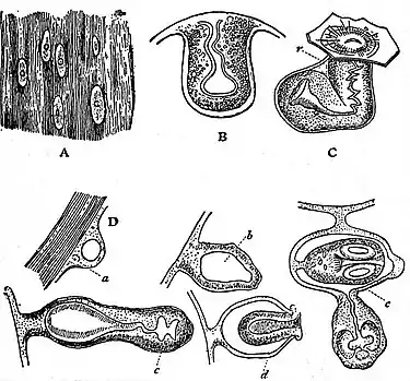 EB1911 Tapeworms - Development of Taenia.jpg