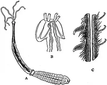 EB1911 Tapeworms - Tetrarhynchus.jpg