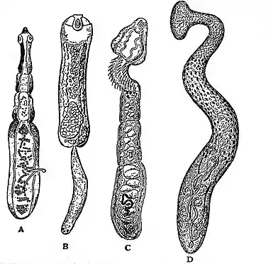 EB1911 Tapeworms - Various Forms.jpg