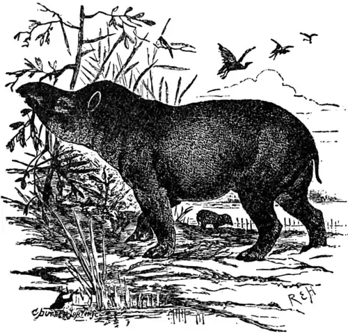 EB1911 Tapir.png