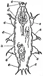 EB1911 Tardigrada.jpg