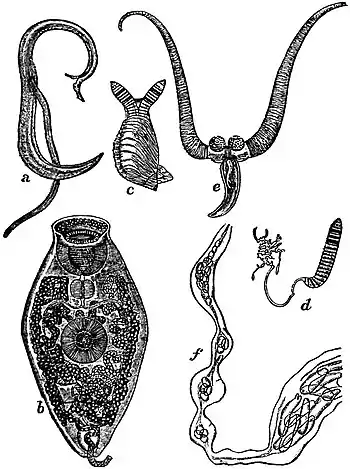 EB1911 Termatodes - four species.jpg