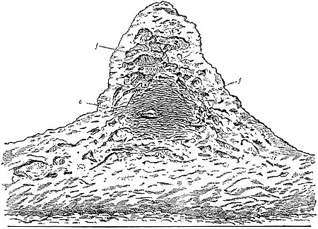 EB1911 Termite - Termitarium of Termes malayanus.jpg