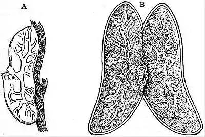 EB1911 Thyrostraca - Laura gerardiae.jpg