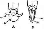 EB1911 Thysanoptera - Foot of young Trichothrips.jpg