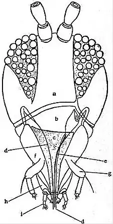 EB1911 Thysanoptera - Head of Aeolothrips fasciata.jpg