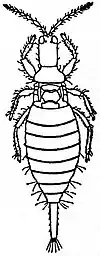 EB1911 Thysanoptera - Megalothrips lativentris.jpg