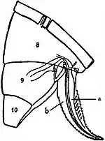 EB1911 Thysanoptera - Ovipositor of Physopus.jpg