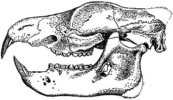 EB1911 Tillodontia - Skull of Tillotherium fodiens.jpg