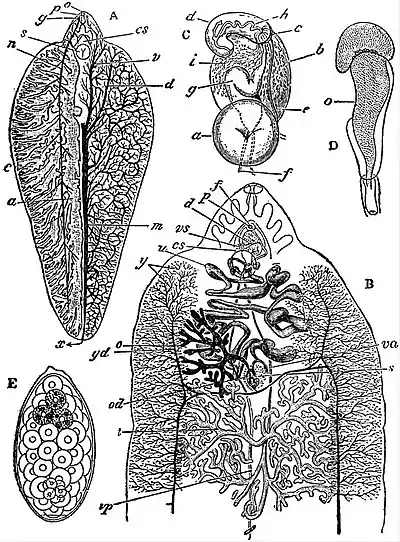 EB1911 Trematodes - Fasciola hepatica.jpg