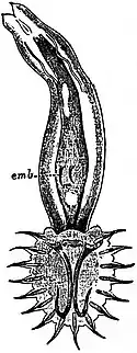 EB1911 Trematodes - Gyrodactylus elegans.jpg