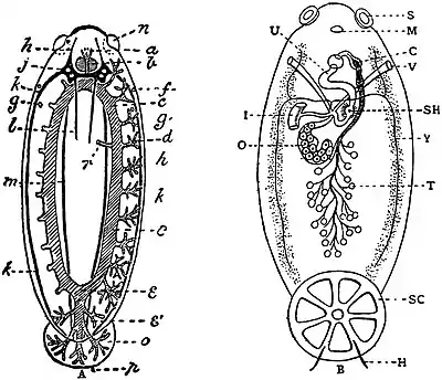 EB1911 Trematodes - Heterocotylean Trematode structure.jpg