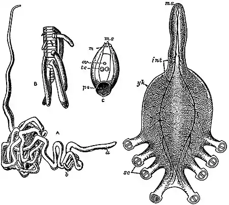 EB1911 Trematodes - a group.jpg