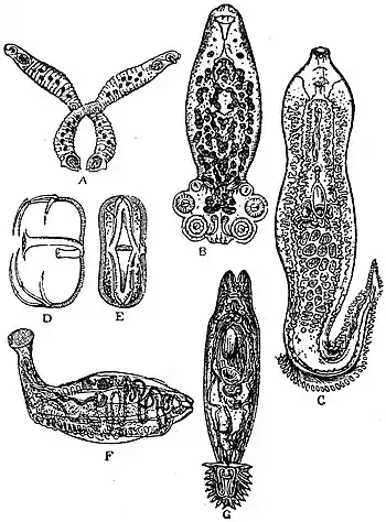 EB1911 Trematodes - six species.jpg