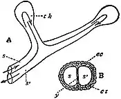 EB1911 Tunicata - Ascidian vessels.jpg