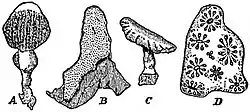 EB1911 Tunicata - Colonies of Ascidiae Compositae.jpg