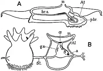 EB1911 Tunicata - Octacnemus.jpg