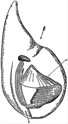 EB1911 Tunicata - Oikopleura cophocerca.jpg