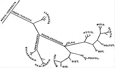 EB1911 Tunicata - Phylogeny.jpg