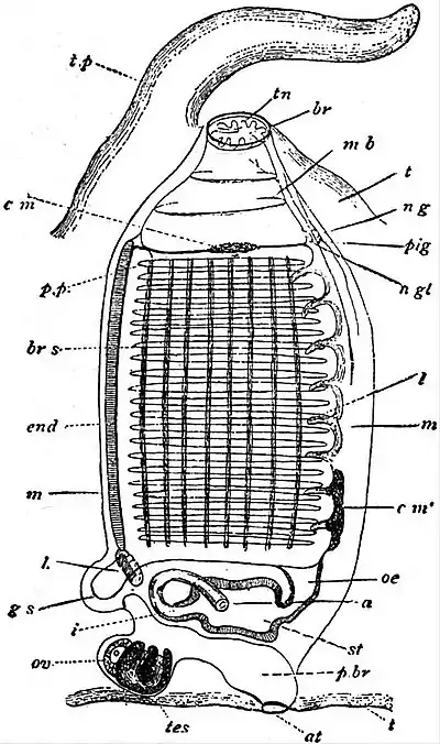 EB1911 Tunicata - Pyrosoma - Mature Ascidiozooid.jpg