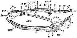 EB1911 Tunicata - Salpa from left side.jpg