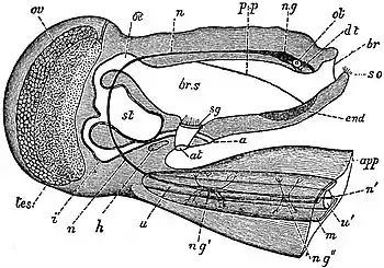 EB1911 Tunicata - Semi-diagrammatic view of Appendicularia.jpg