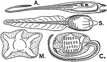 EB1911 Tunicata - Sketches of Ascidian Larvae.jpg