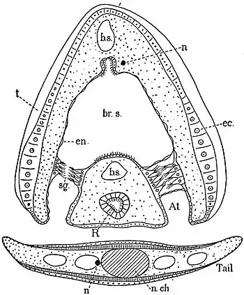 EB1911 Tunicata - Transverse Section of Oikopleura.jpg