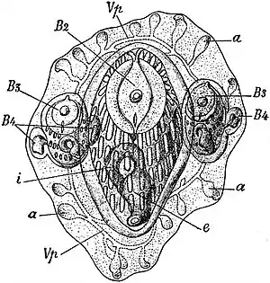 EB1911 Tunicata - Young Colony of Botryllus.jpg