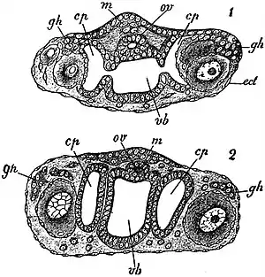 EB1911 Tunicata - Young buds of Botryllus.jpg