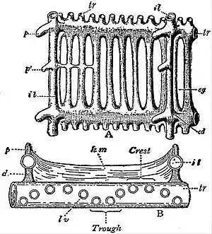 EB1911 Tunicata - branchial sac of Ascidia.jpg