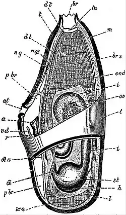 EB1911 Tunicata - dissection of A. mentula.jpg