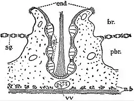 EB1911 Tunicata - endostyle of an Ascidian.jpg