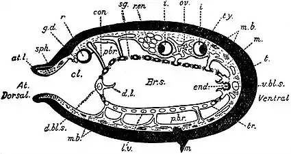 EB1911 Tunicata - transverse section of Ascidia.jpg