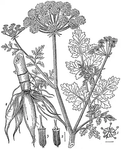 EB1911 Umbelliferae - Water Dropwort.jpg