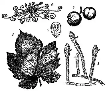 EB1911 Vine, Disease.jpg