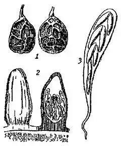 EB1911 Vine, Guignardia Bidwellii.jpg