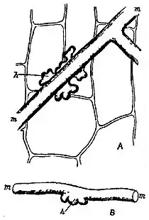 EB1911 Vine, Uncinula necator.jpg