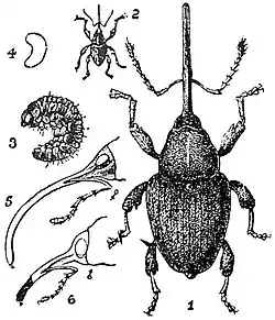 EB1911 Weevil - Balaninus glandium.jpg