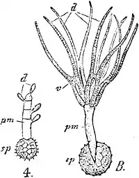 EB1911 Wheat - Germinating Resting-Gonidia.jpg