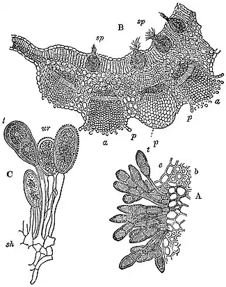 EB1911 Wheat - Puccinia graminis.jpg