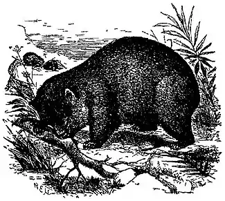 EB1911 Wombat, Tasmanian.jpg