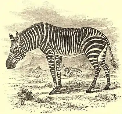 EB1911 Zebra - Equus zebra.jpg