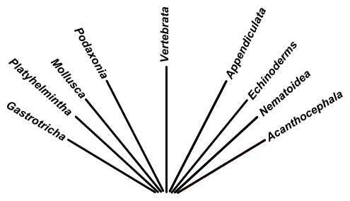 EB1911 Zoology Lankester Coelomata.svg