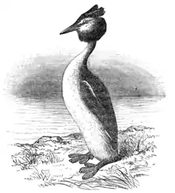 EB9 - Great Crested Grebe.png